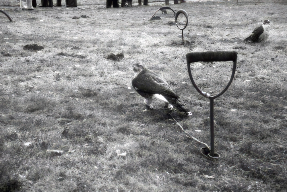 Falken vor der Beizjagd