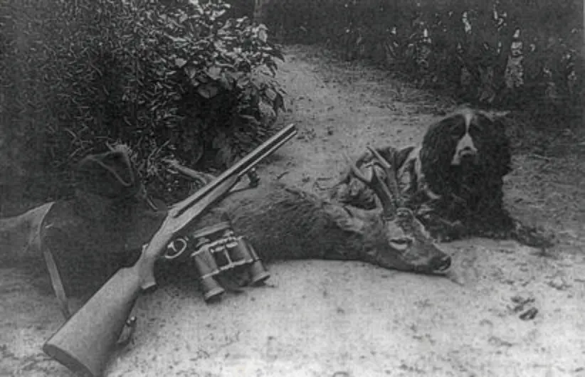 Ein von Anton Tepe aus Werlte erlegter starker mehrjähriger sechser Rehbock mit Jagdhut, Drilling, Fernglas und Münsterländer Jagdhund.