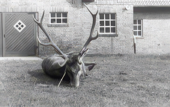 Rothirsche im Jagdgatter des Eleonorenwaldes wurden erlegt.