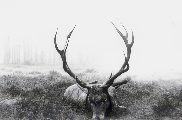 Rothirsche im Jagdgatter des Eleonorenwaldes wurden erlegt.