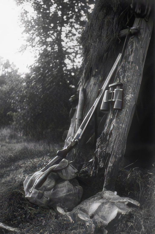 Rothirsche im Jagdgatter des Eleonorenwaldes wurden erlegt.