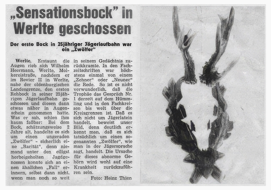 Der „Zwölfer“ Bock von Werlte